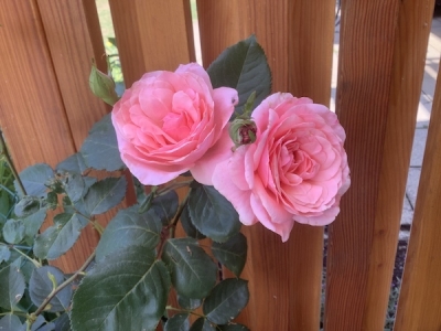 挿し芽して増やしたピンクの薔薇が咲いた。