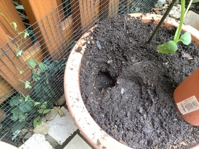 昨日定植した日本の秋キュウリの鉢にも こんな大きくて深い穴が！