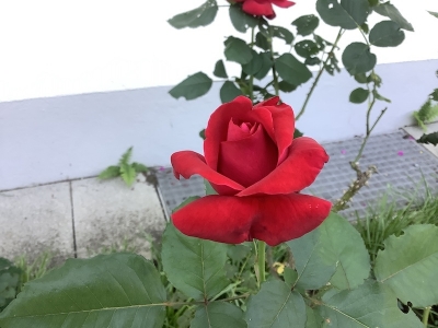 台所前の赤バラ