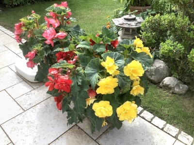 来年は黄色と赤はそれぞれ独立した鉢に植えようと思う。