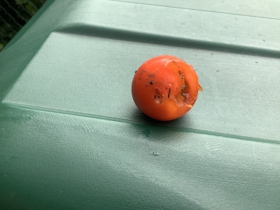 長年トマトを育てているがけど、 こんな事は初めて。