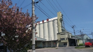 倉庫と桜