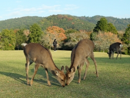 愛らしい奈良の鹿
