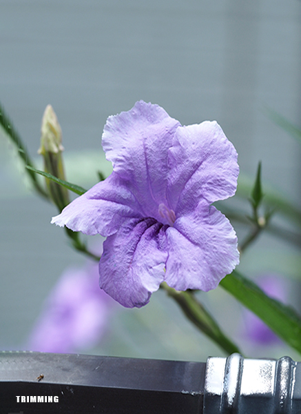 紫の花4