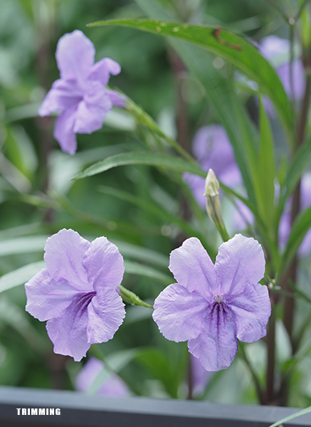 紫の花5