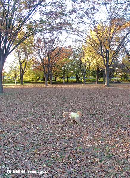 Tomita-Park.jpg
